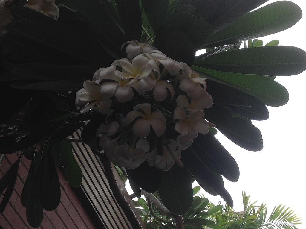 داروين Palms Motel المظهر الخارجي الصورة